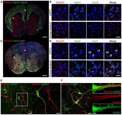 GABA Neuronal Deletion of Shank3 Exons 14–16 in Mice Suppresses Striatal Excitatory Synaptic Input and Induces Social and Locomotor Abnormalities